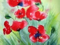 Mohn2